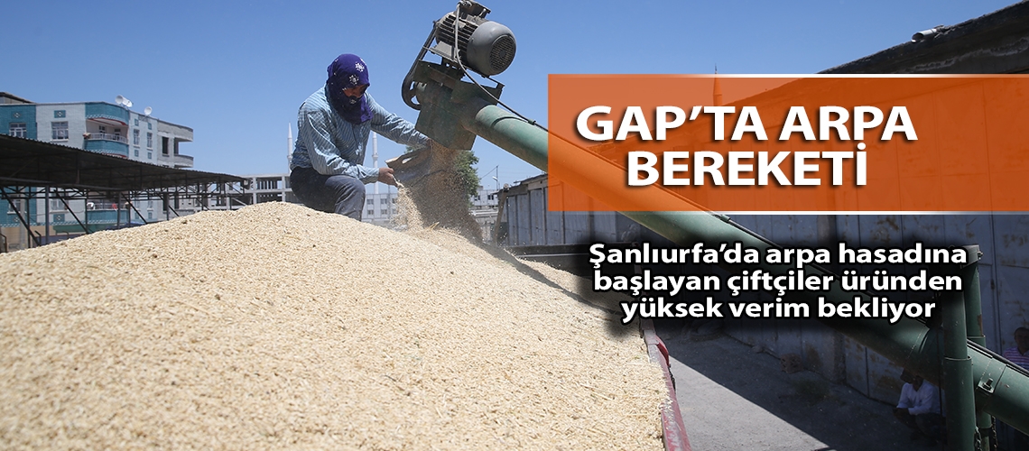 GAP’ta arpa bereketi