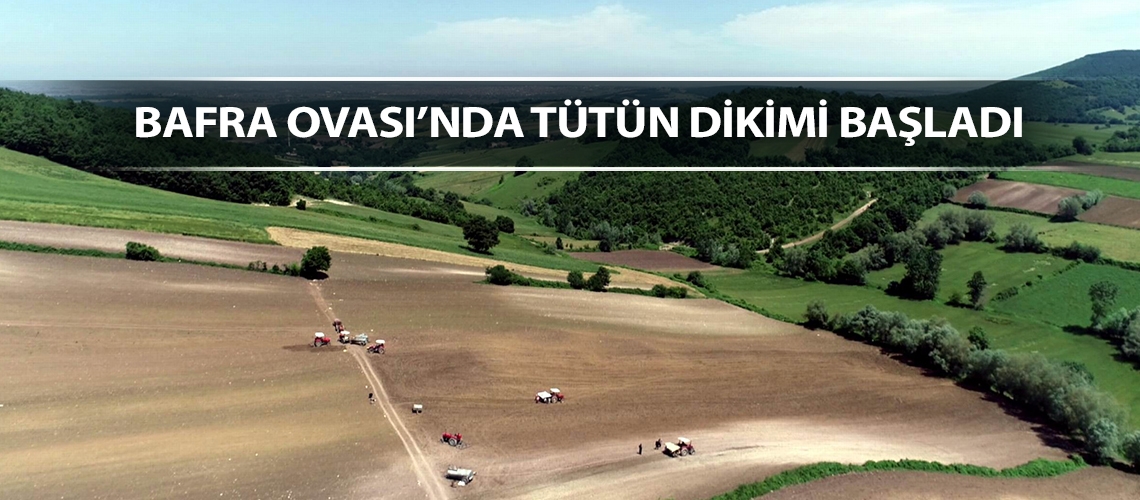 Bafra Ovası’nda tütün dikimi başladı