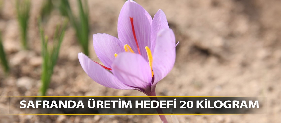 Safranda üretim hedefi 20 kilogram