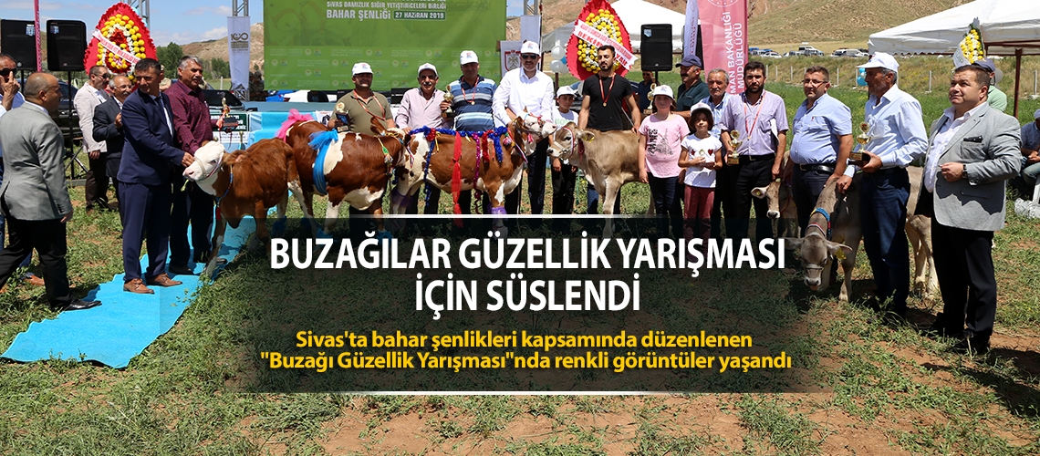 Buzağılar güzellik yarışması için süslendi