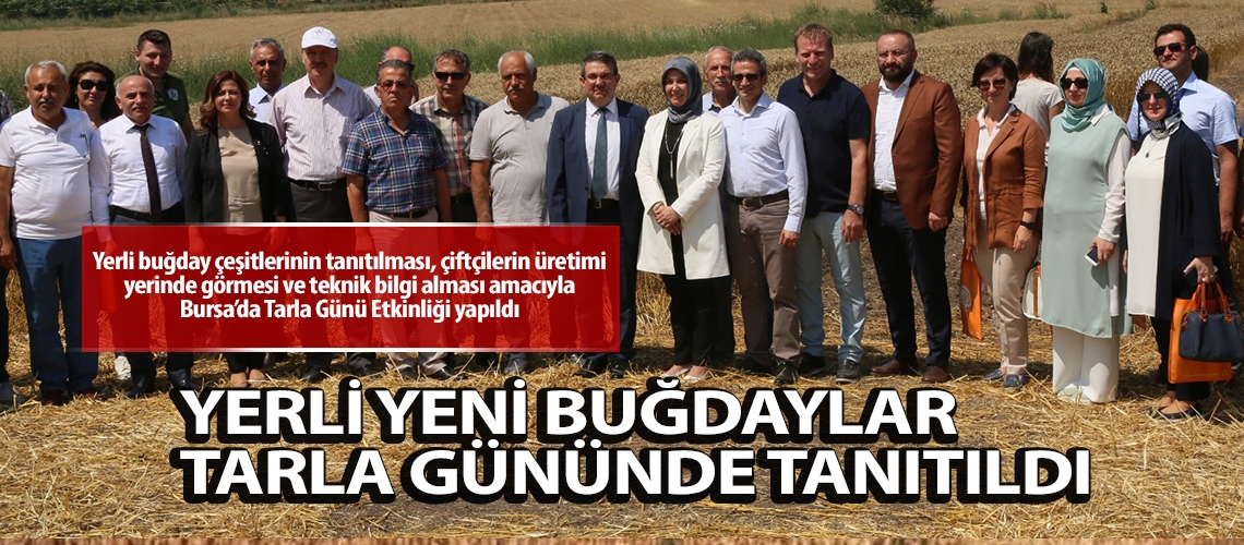 Yerli yeni buğdaylar tarla gününde tanıtıldı