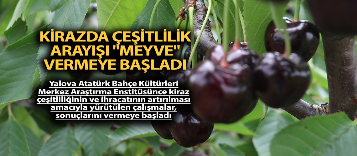 Kirazda çeşitlilik arayışı 