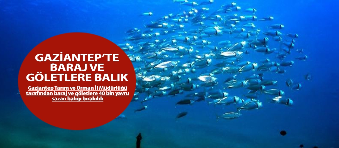 Gaziantep’te baraj ve göletlere balık bırakıldı