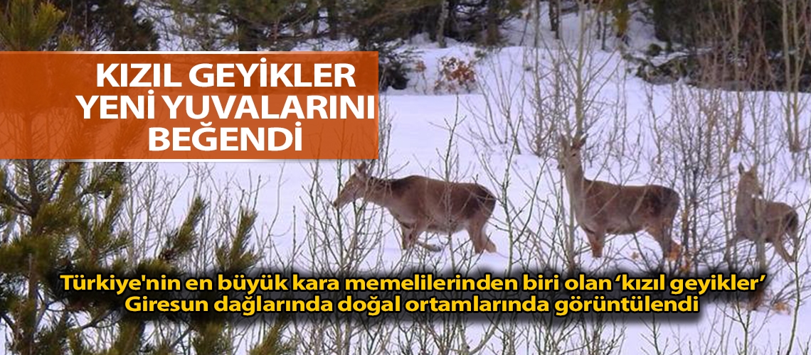 Kızıl geyikler yeni yuvalarını beğendi