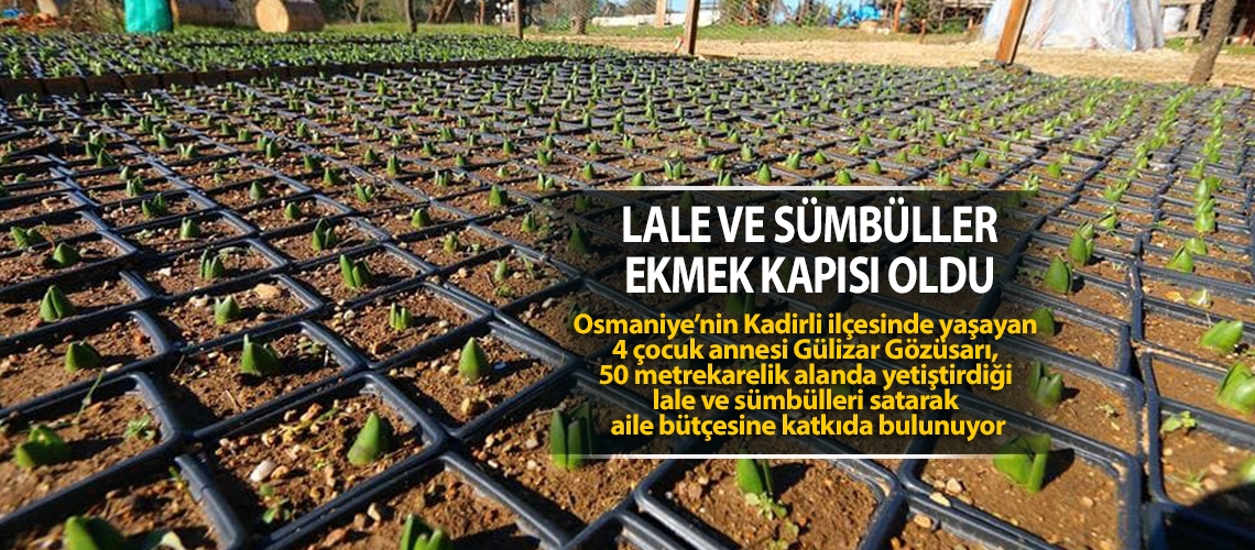 Lale ve sümbüller ekmek kapısı oldu