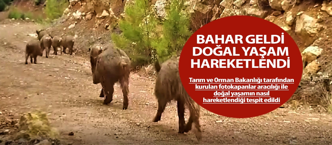 Bahar geldi doğal yaşam hareketlendi