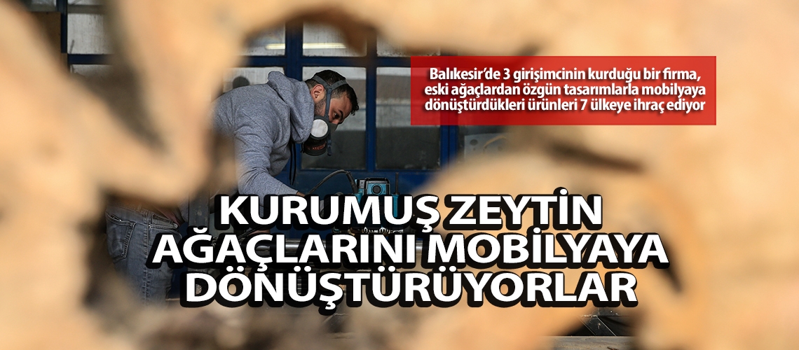 Kurumuş zeytin ağaçlarını mobilyaya dönüştürüyorlar