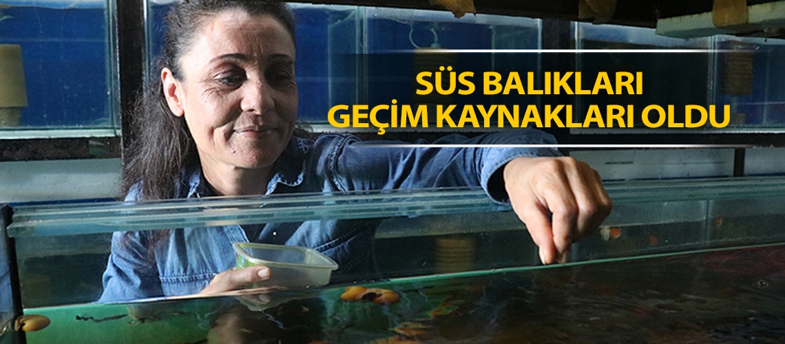 Süs balıkları geçim kaynakları oldu