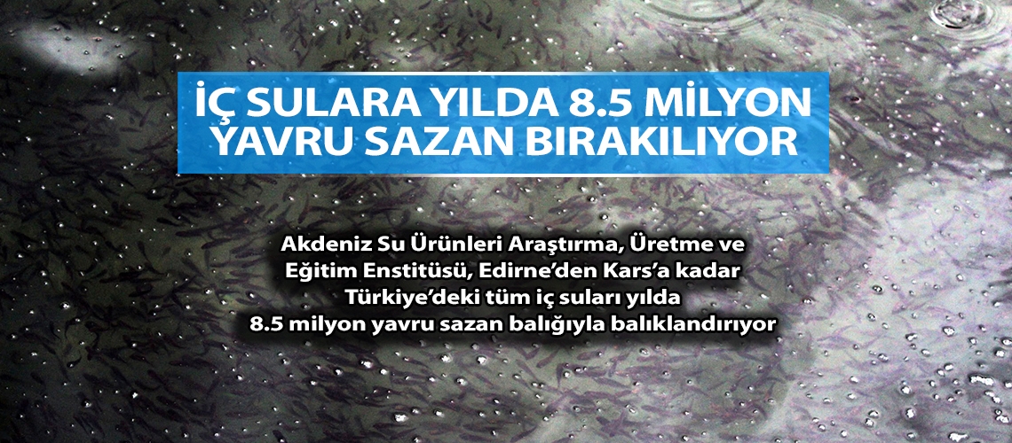 İç sulara yılda 8.5 milyon yavru sazan bırakılıyor