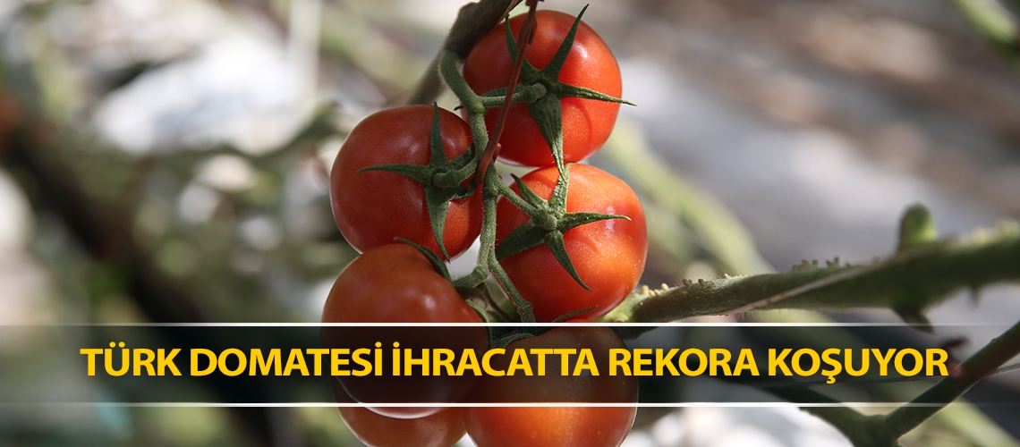 Türk domatesi ihracatta rekora koşuyor