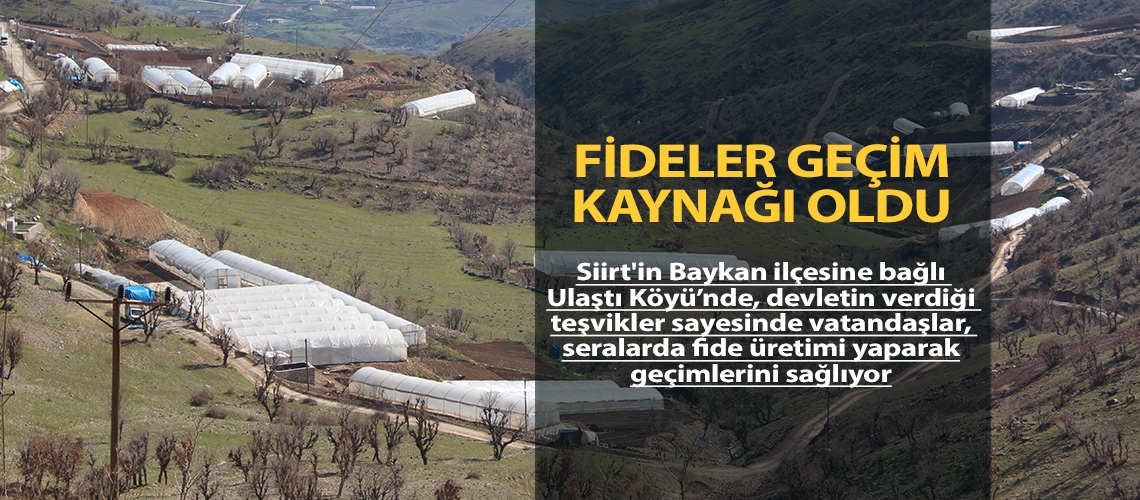 Fideler geçim kaynağı oldu