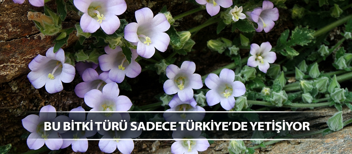 Bu bitki türü sadece Türkiye’de yetişiyor