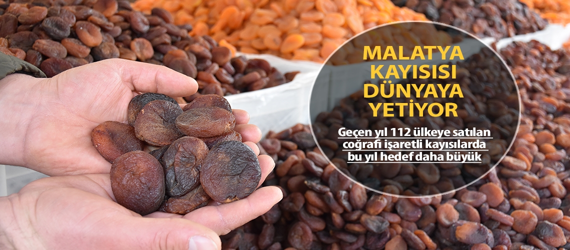 Malatya kayısısı dünyaya yetiyor