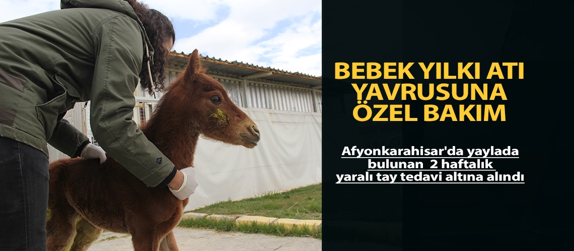 Bebek yılkı atı yavrusuna özel bakım