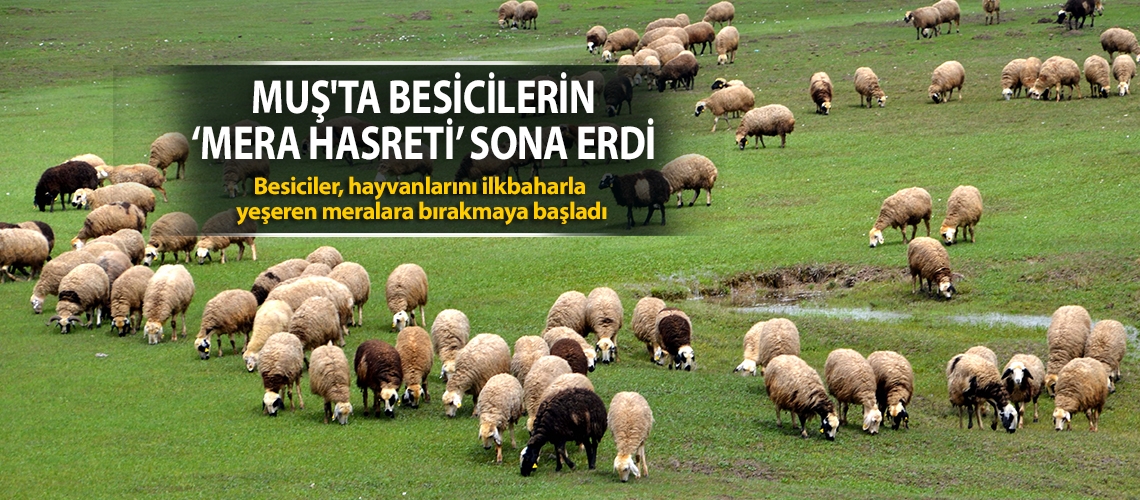 Muş'ta besicilerin ‘mera hasreti’ sona erdi