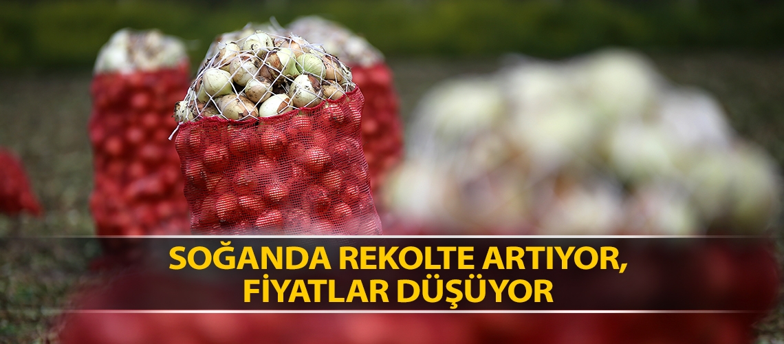 Soğanda rekolte artıyor, fiyatlar düşüyor