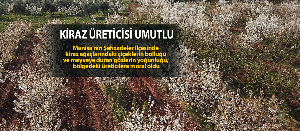 Kiraz üreticisi umutlu