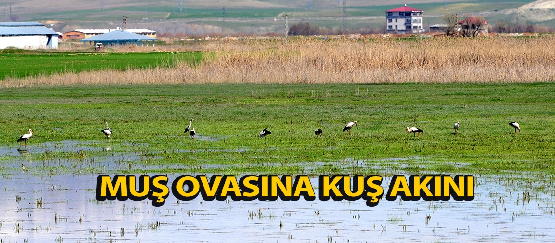 Muş Ovası’na kuş akını