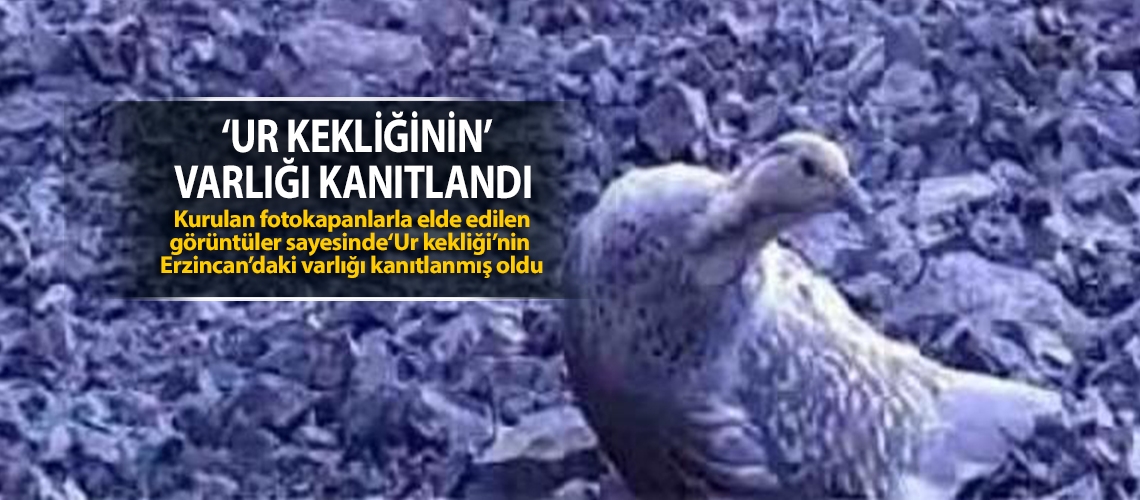 ‘Ur kekliğinin’ varlığı kanıtlandı