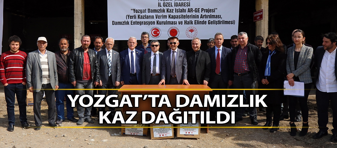 Yozgat’ta damızlık kaz dağıtıldı