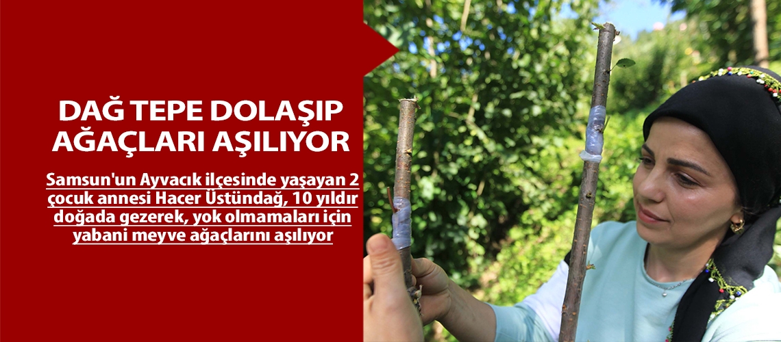 Dağ tepe dolaşıp ağaçları aşılıyor…