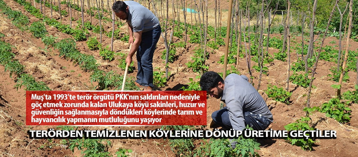 Terörden temizlenen köylerine dönüp üretime geçtiler