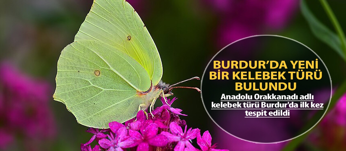 Burdur’da yeni bir kelebek türü bulundu