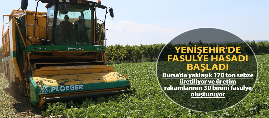 Yenişehir’de fasulye hasadı başladı