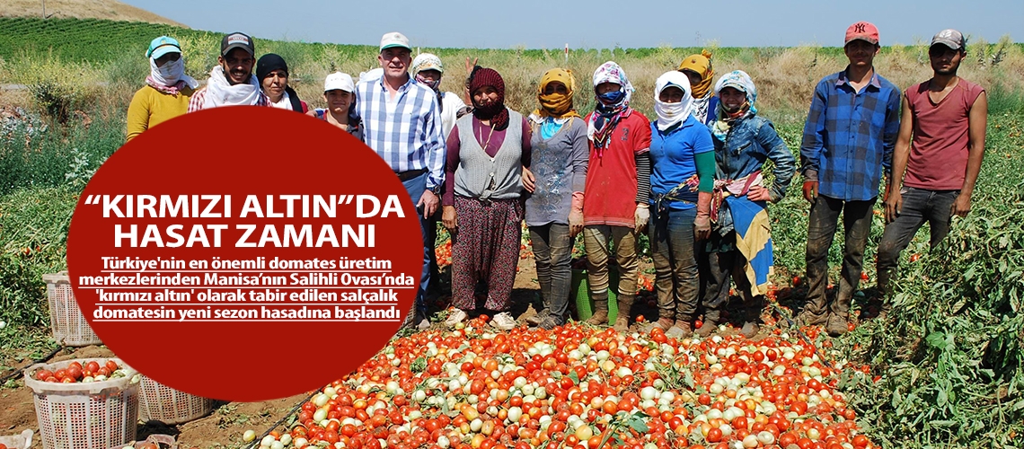 “Kırmızı altın”da hasat zamanı