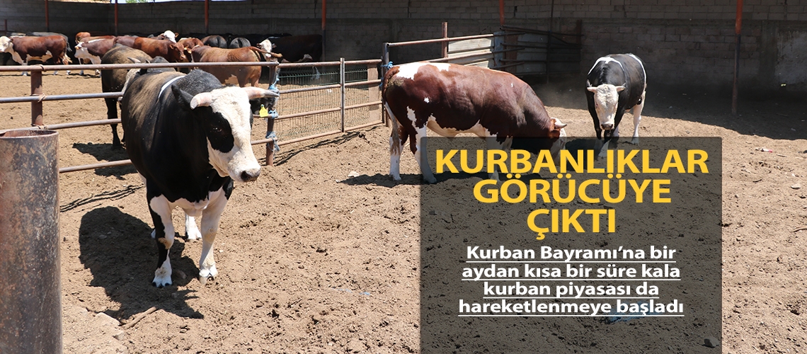 Kurbanlıklar görücüye çıktı