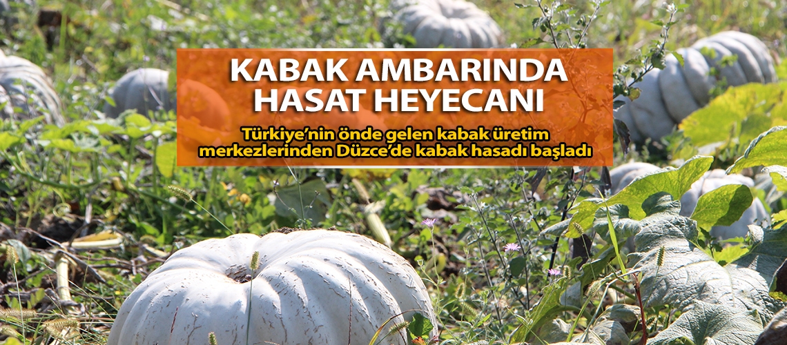 Kabak ambarında hasat heyecanı