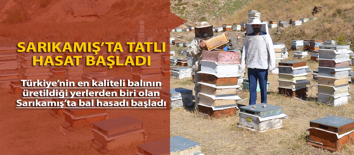 Sarıkamış’ta tatlı hasat başladı