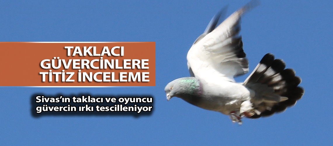 Taklacı güvercinlere titiz inceleme