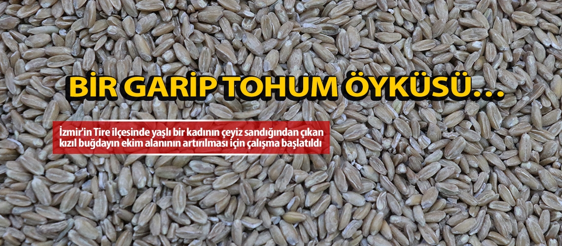 Bir garip tohum öyküsü…