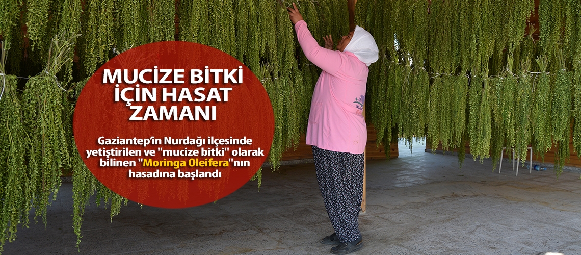 Mucize bitki için hasat zamanı