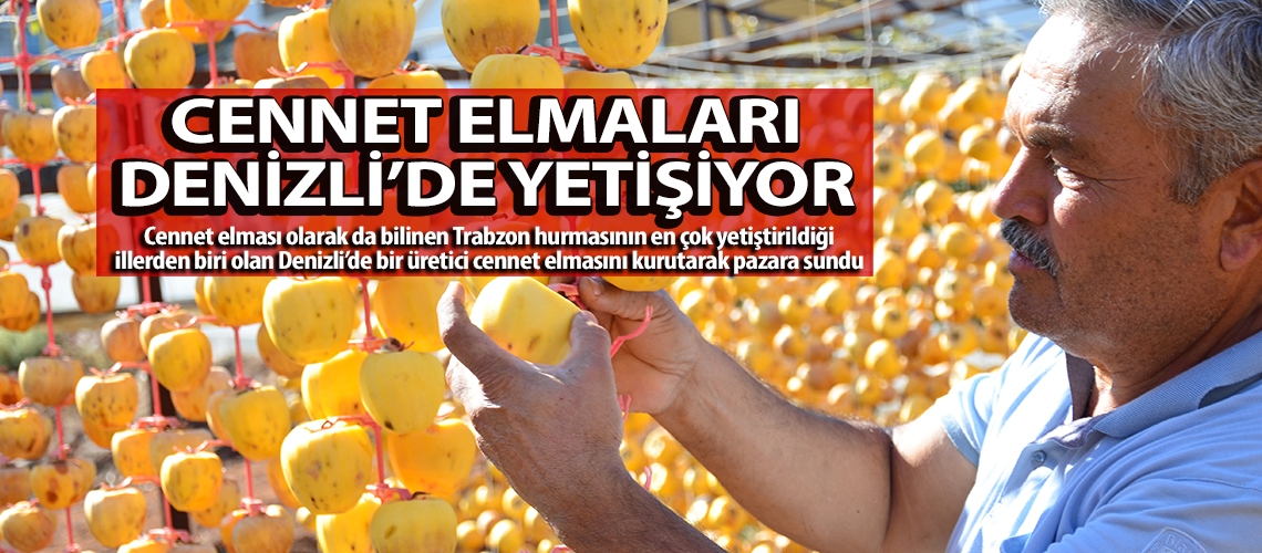 Cennet elmaları Denizli’de yetişiyor