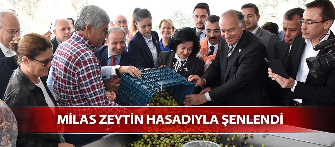 Milas zeytin hasadıyla şenlendi