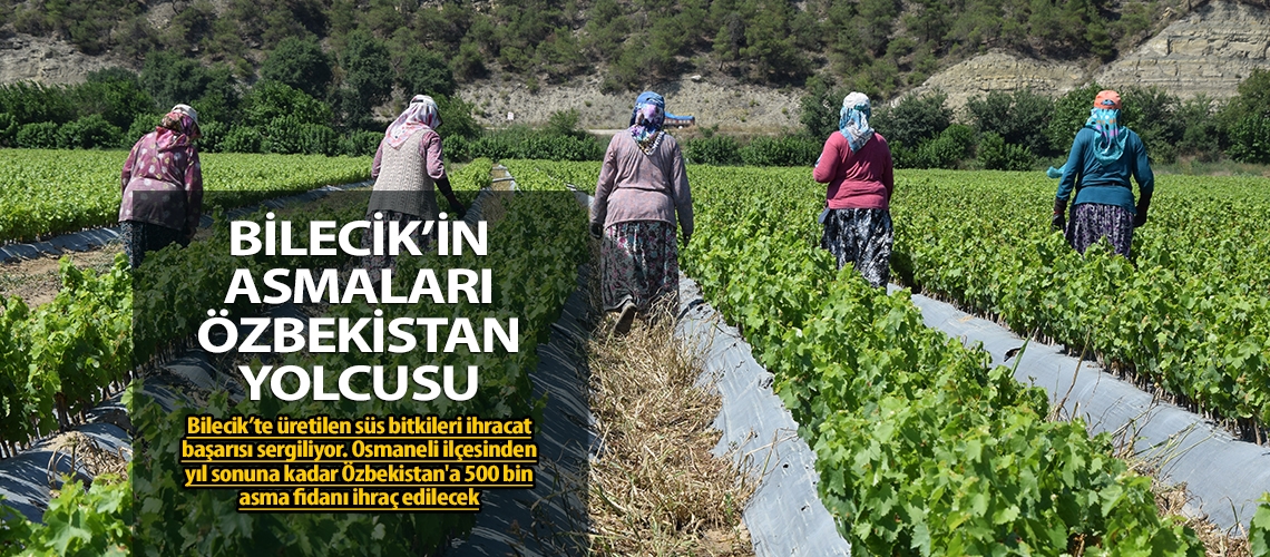 Bilecik’in asmaları Özbekistan yolcusu