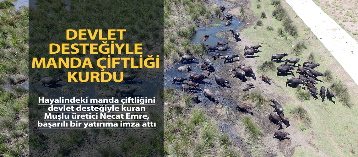 Devlet desteğiyle manda çiftliği kurdu