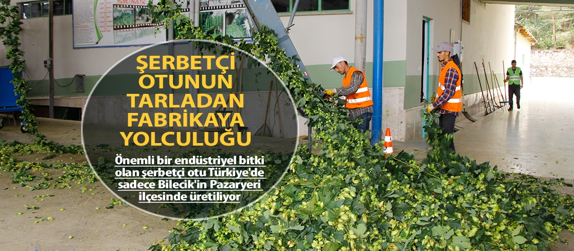 Şerbetçi otunun tarladan fabrikaya yolculuğu