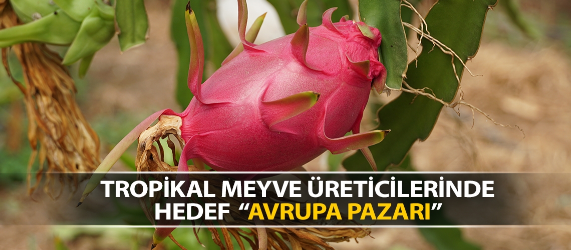 Tropikal meyve üreticilerinde hedef Avrupa pazarı