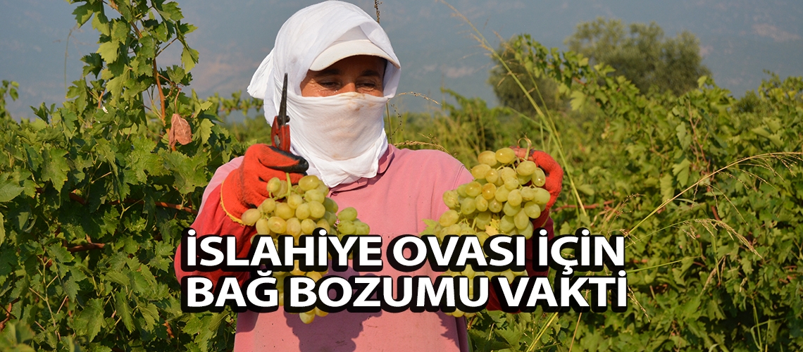 İslahiye Ovası için bağ bozumu vakti