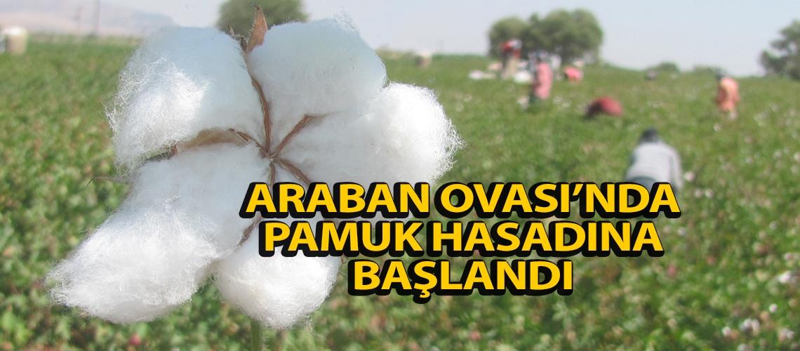 Araban Ovası’nda pamuk hasadına başlandı