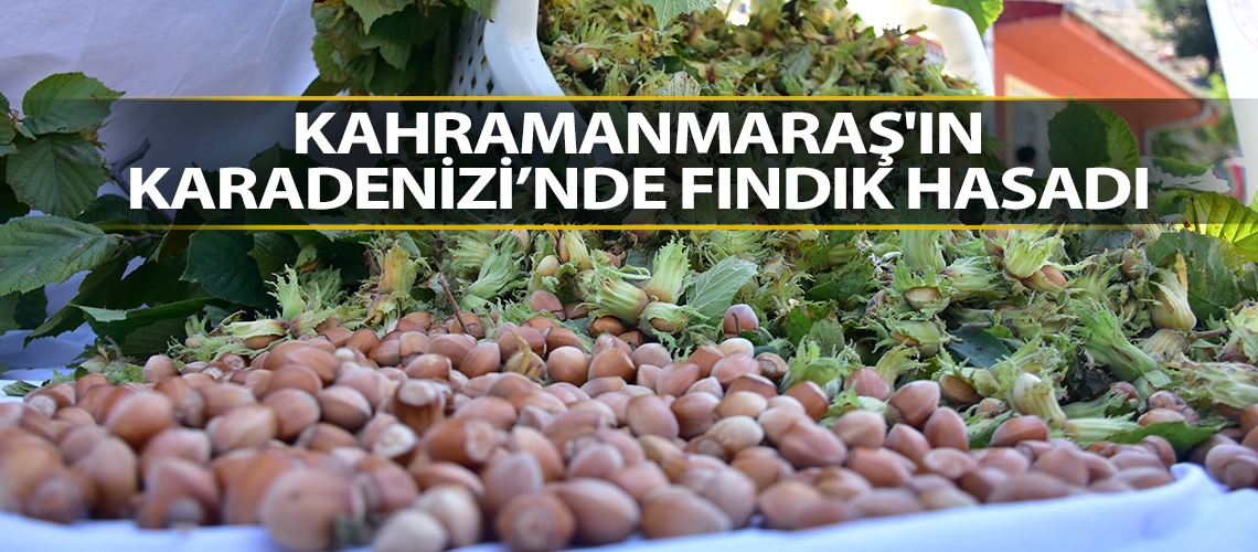 Kahramanmaraş'ın Karadenizi’nde fındık hasadı