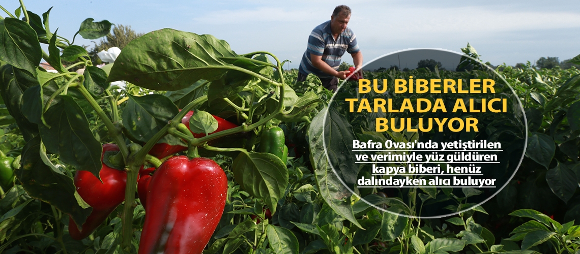 Bu biberler tarlada alıcı buluyor