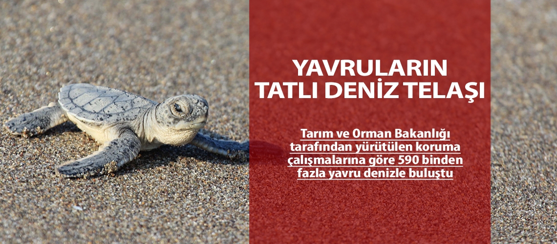 Yavruların tatlı deniz telaşı