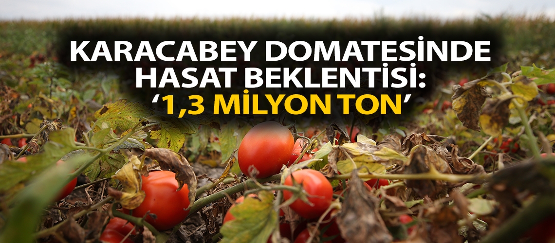 Karacabey domatesinde hasat beklentisi: 1,3 milyon ton