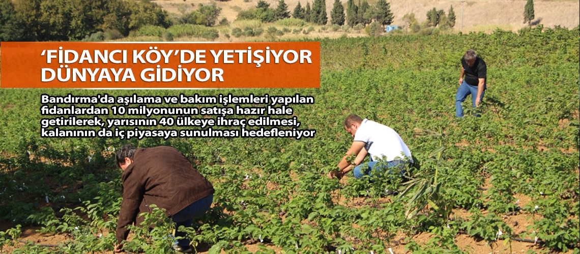 ‘Fidancı köy’de yetişiyor dünyaya gidiyor