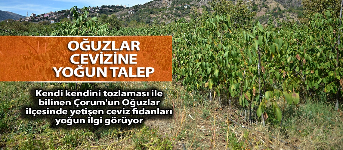 Oğuzlar cevizine yoğun talep