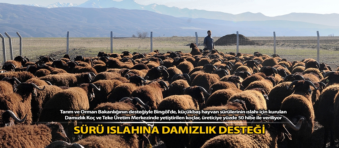 Sürü ıslahına damızlık desteği